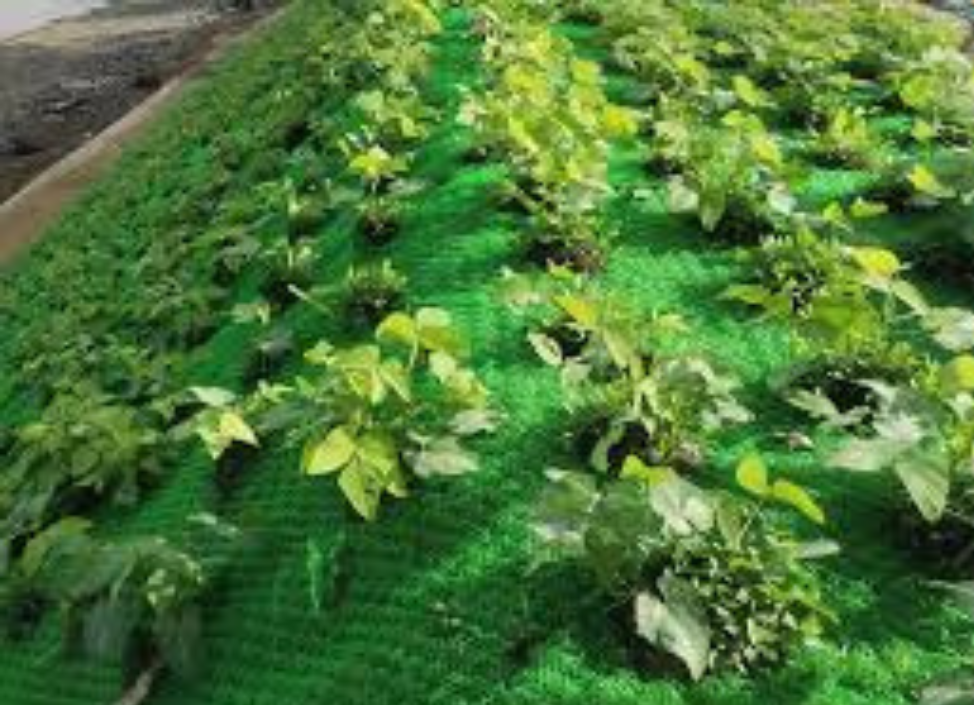 Untitled (974 x 705 px) (24)